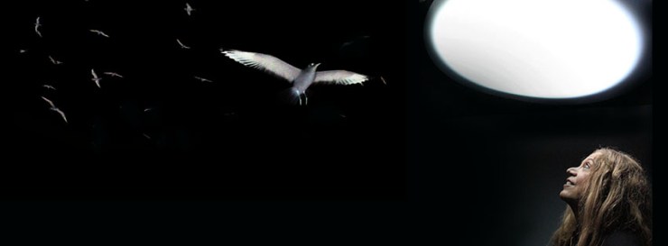 SILVIA_BirdsBackground